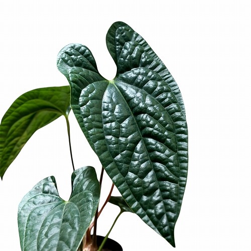 HS アンスリウム アンスリウム Anthurium gymnopus fantasy luxurians 3.5号硬質