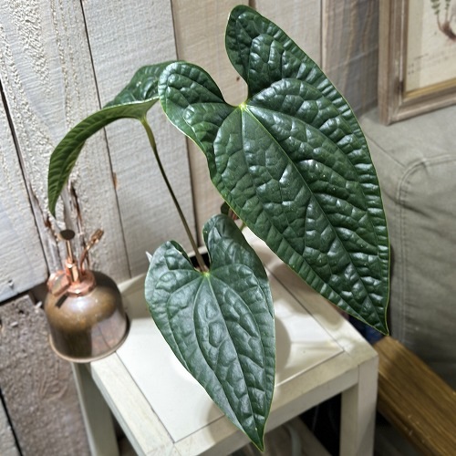 アンスリウム(コメ質逃ブロックします) アンスリウム Anthurium gymnopus fantasy luxurians 3.5号硬質ポット