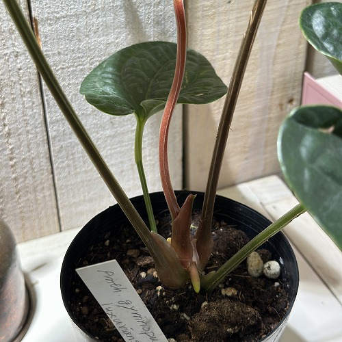 アンスリウム　スコーピオン アンスリウム Anthurium gymnopus fantasy luxurians 3.5号硬質ポット