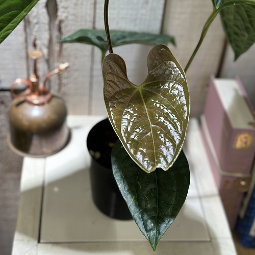 アンスリウム Anthurium gymnopus fantasy luxurians 3.5号硬質