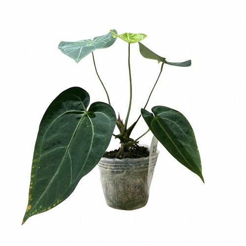 アンスリウム マグニフィカム Anthurium Magnificum 2.5号｜芳樹園