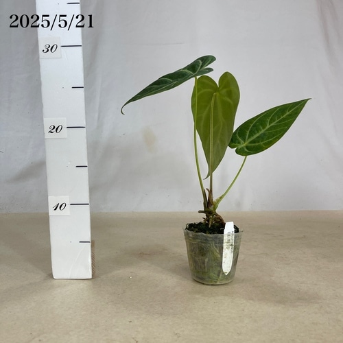 アンスリウム マグニフィカム Anthurium Magnificum 2.5号｜芳樹園
