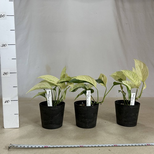 【現品】モンステラ・バリエガータ　8号鉢　斑入りモンステラ　２X番 現品】モンステラ・バリエガータ8号鉢斑入りモンステラA8番