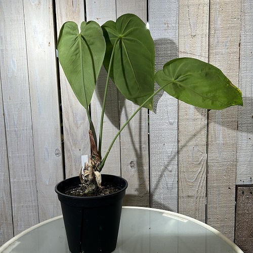 アンスリウム ウォーターブリアナム(バリアナム) 5号黒スリット鉢