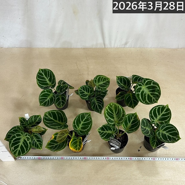 アンスリウム ドラヤキ×ルクスリアンス 3号 最後の一株
