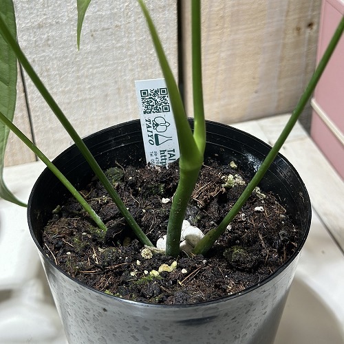 アンスリウム Anthurium argyrostachyum goat 3.5号硬質ポット(現品