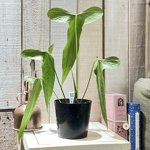 アンスリウム Anthurium argyrostachyum goat 3.5号硬質ポット(現品