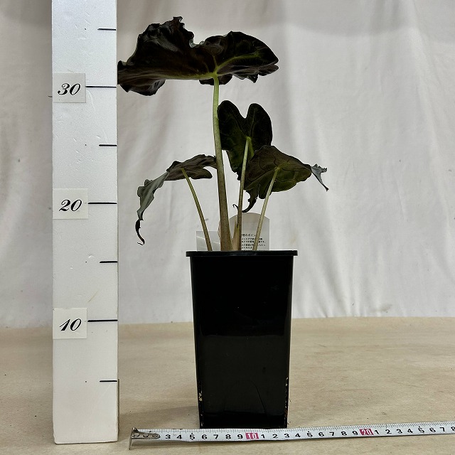 アロカシア ヴェノム Alocasia 'Venom' 21鉢 A】アロカシア ヴェノム 4号ロング角鉢(現品)｜芳樹園オンラインショップ