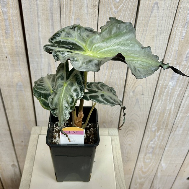 A】アロカシア ヴェノム 4号ロング角鉢(現品)｜芳樹園オンラインショップ