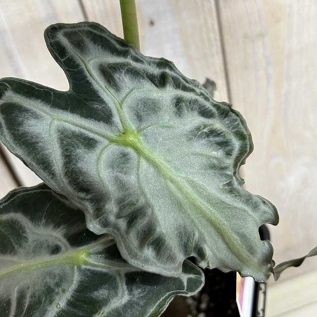 A】アロカシア ヴェノム 4号ロング角鉢(現品)｜芳樹園オンラインショップ