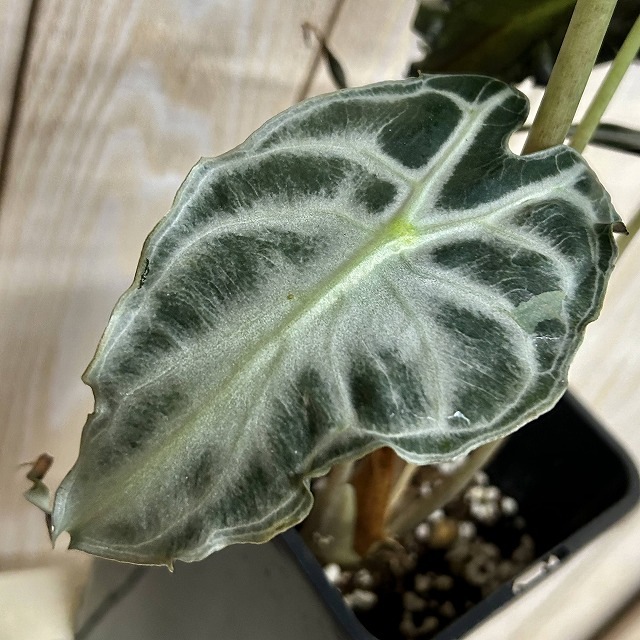 A】アロカシア ヴェノム 4号ロング角鉢(現品)｜芳樹園オンラインショップ