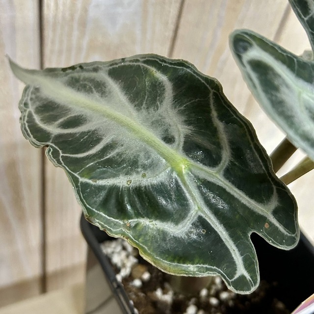 A】アロカシア ヴェノム 4号ロング角鉢(現品)｜芳樹園オンラインショップ