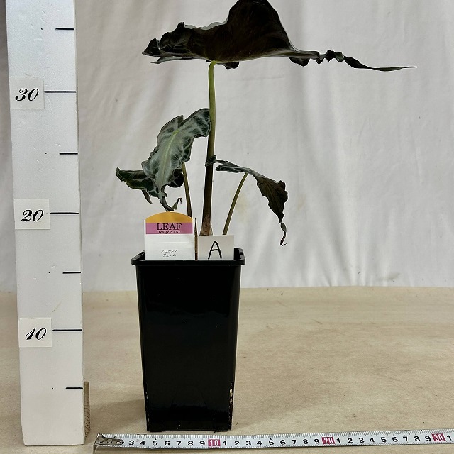 A】アロカシア ヴェノム 4号ロング角鉢(現品)｜芳樹園オンラインショップ