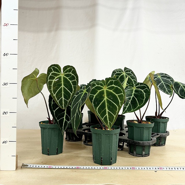 赤縁・赤茎タイプ】アンスリウム クリスタリナム※傷みあり 4.5号硬質