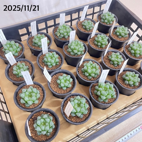 ハオルチア オブツーサ トゥルンカータ 2.5号｜芳樹園オンラインショップ