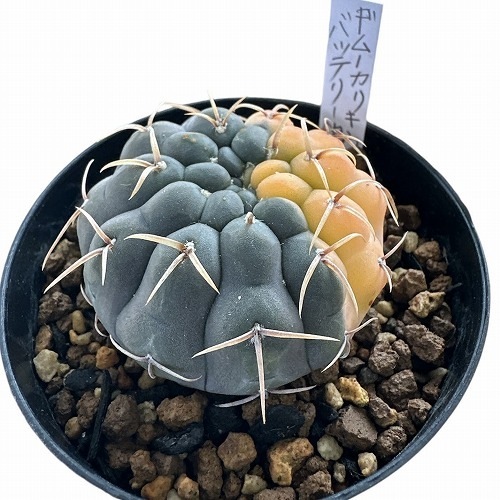 ギムノカリキウム バッテリー 錦 3.5号｜芳樹園オンラインショップ