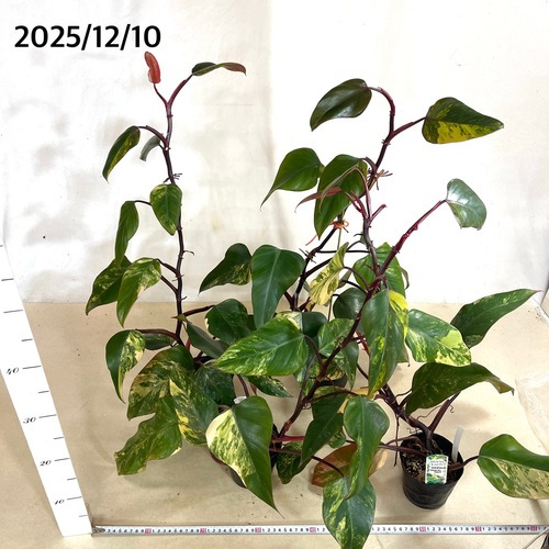 フィロデンドロン ストロベリーシェイク Philodendron cv Strawberry