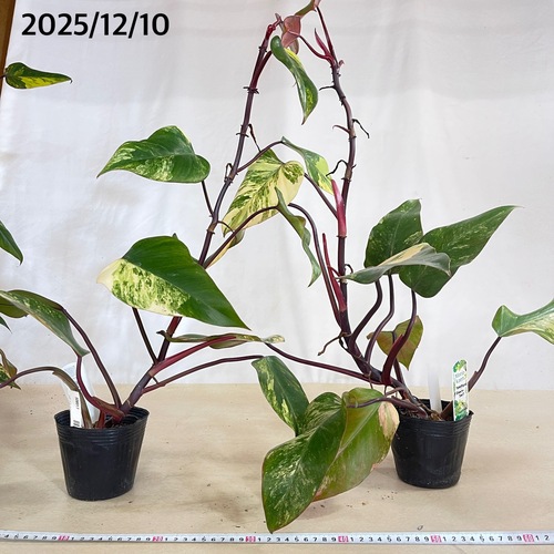 フィロデンドロン ストロベリーシェイク 4号ポット(個体おまかせ1鉢