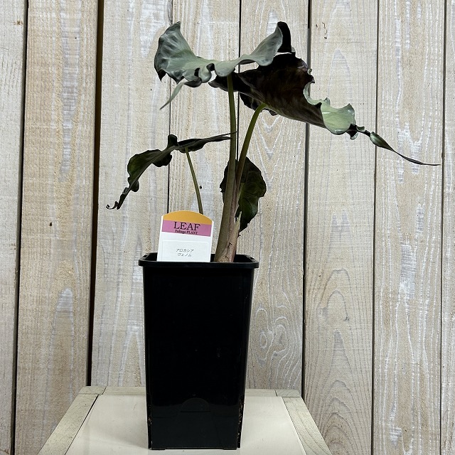 B】アロカシア ヴェノム 4号ロング角鉢(現品)｜芳樹園オンラインショップ