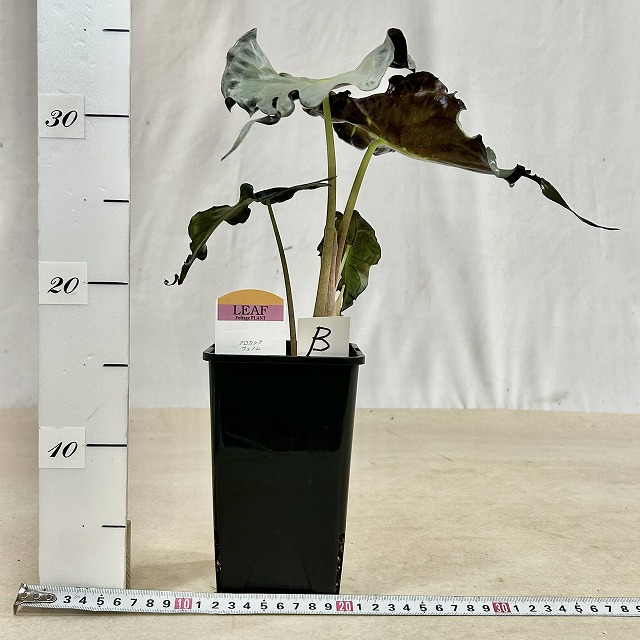 B】アロカシア ヴェノム 4号ロング角鉢(現品)｜芳樹園オンラインショップ