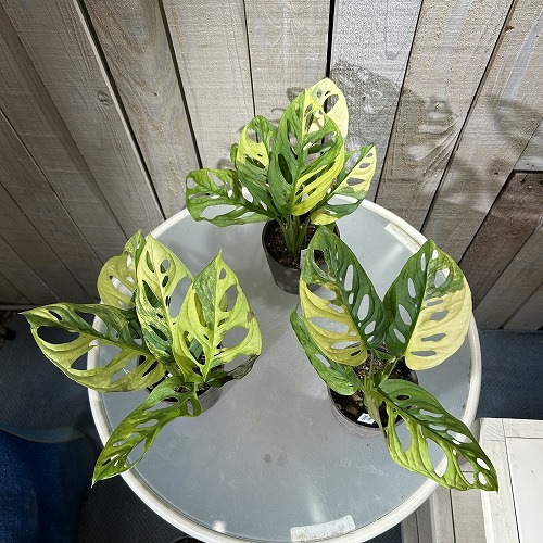 モンステラ アダンソニー オーレア バリエガータ 3.5号鉢カバー