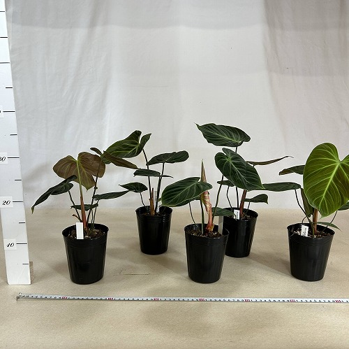 葉傷みあり】フィロデンドロン ルビジュベナイル エルチョコレッド 3.5