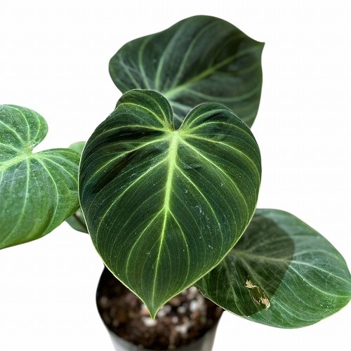 葉傷みあり】フィロデンドロン ルビジュベナイル エルチョコレッド 3.5