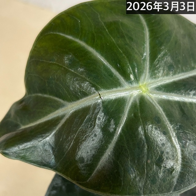 アロカシア ナイロビナイツ 4号ポット(個体おまかせ1鉢)｜芳樹園
