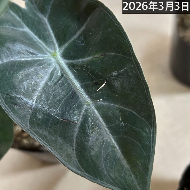 アロカシア ナイロビナイツ 4号ポット(個体おまかせ1鉢)｜芳樹園