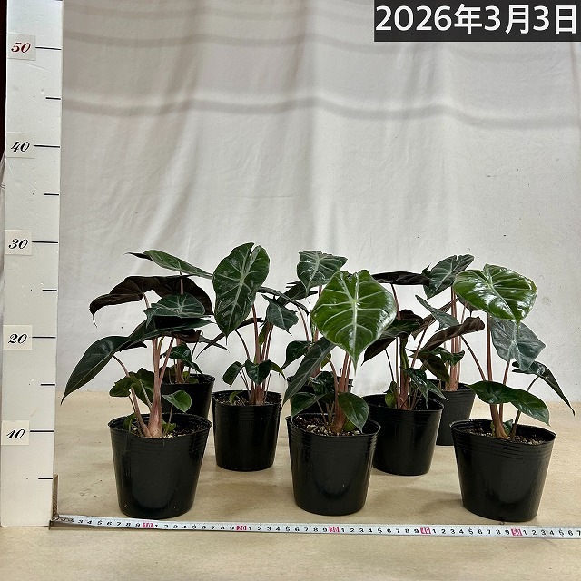 アロカシア ナイロビナイツ 4号ポット(個体おまかせ1鉢)｜芳樹園