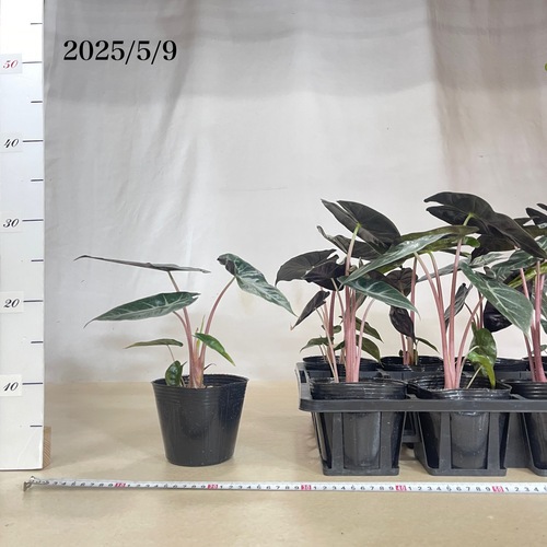 アロカシア ナイロビナイツ 4号ポット｜芳樹園オンラインショップ