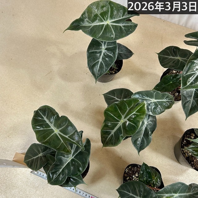 アロカシア ナイロビナイツ 4号ポット(個体おまかせ1鉢)｜芳樹園
