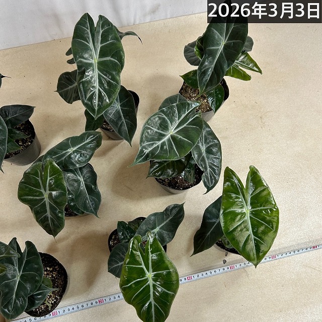 アロカシア ナイロビナイツ 4号ポット(個体おまかせ1鉢)｜芳樹園