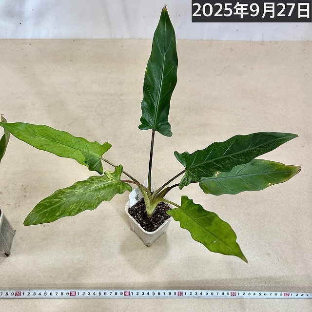 アロカシア ラウテルバキアナ バリエガータ(斑入り) 3号(個体おまかせ1