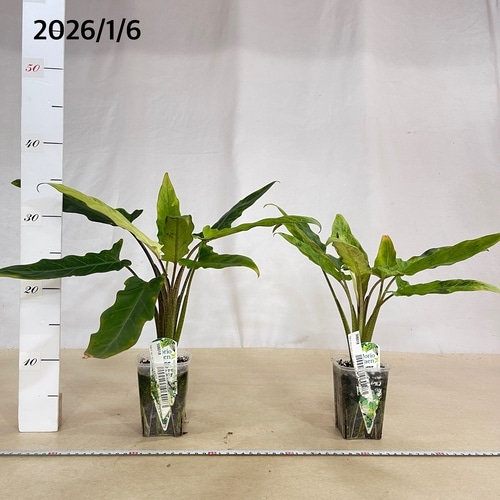 アロカシア ラウテルバキアナ バリエガータ(斑入り) 3号(個体おまかせ1