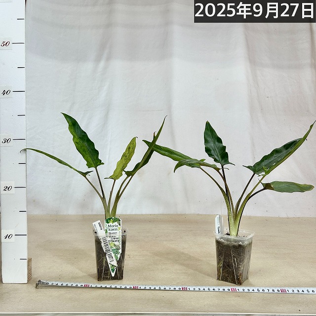 アロカシアラウテルバキアナバリガーター アロカシア ラウテルバキアナ バリエガータ(斑入り) 3号(個体