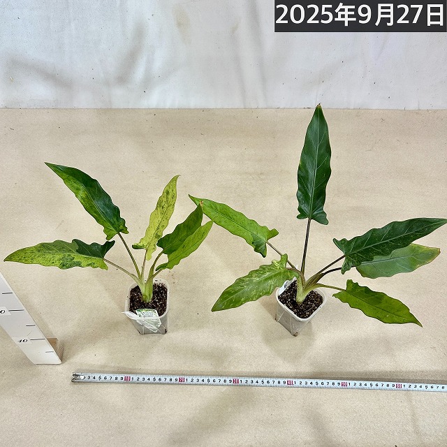 アロカシア ラウテルバキアナ バリエガータ(斑入り) 3号(個体おまかせ1