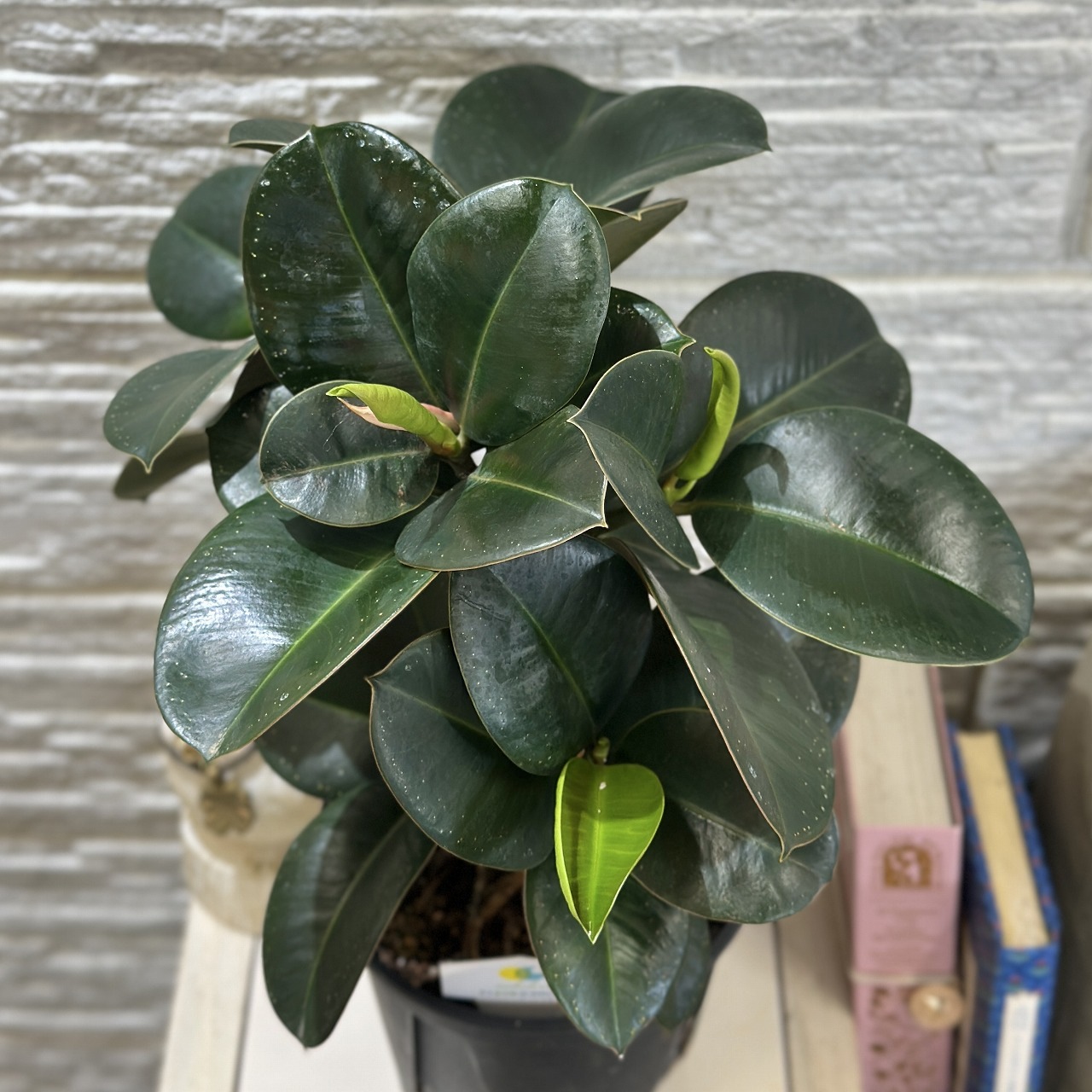 フィカス ソフィア 5号 (おまかせ1鉢)｜芳樹園オンラインショップ