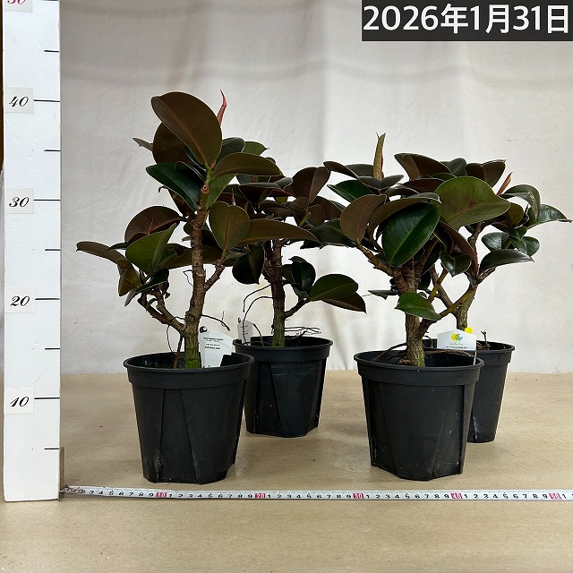 フィカス ソフィア 5号 (おまかせ1鉢)｜芳樹園オンラインショップ
