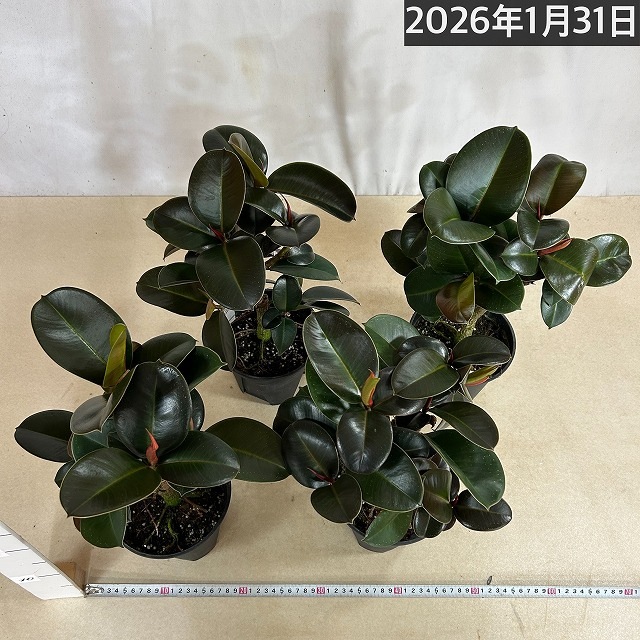 フィカス ソフィア 5号 (おまかせ1鉢)｜芳樹園オンラインショップ
