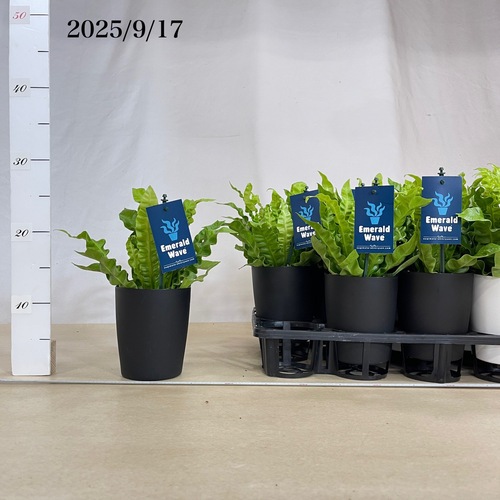 葉傷みあり】アスプレニウム エメラルドウェーブ 4号｜芳樹園