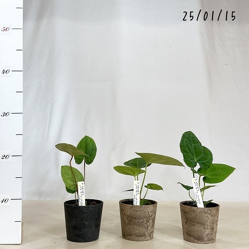 アンスリウム レッドダークフェニックス ハイブリッド 3.5号｜芳樹園