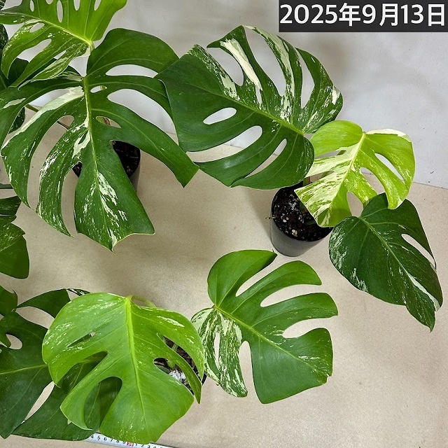 白斑モンステラ ボルシギアナ sp.(品種不明) 挿し木株【斑少なめ】4号