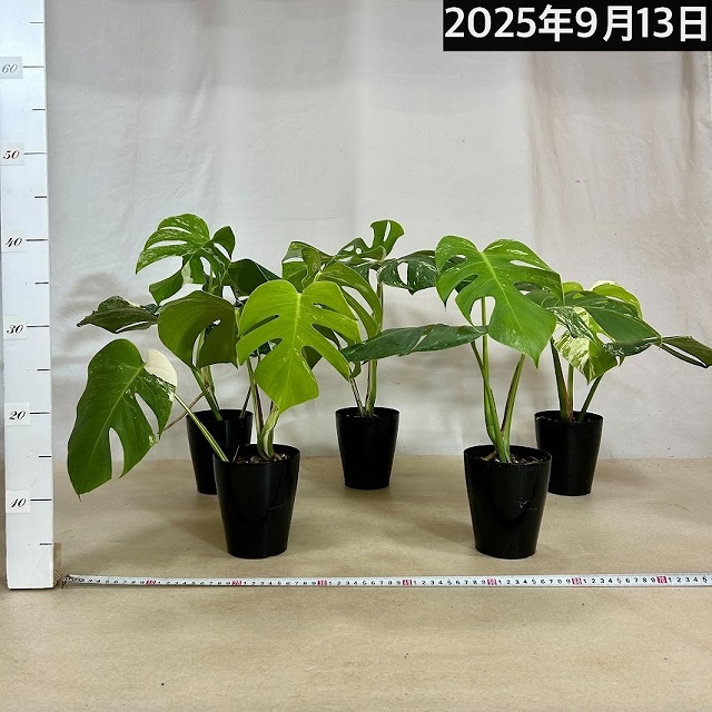 白斑モンステラ ボルシギアナ sp.(品種不明) 挿し木株【斑少なめ】4号
