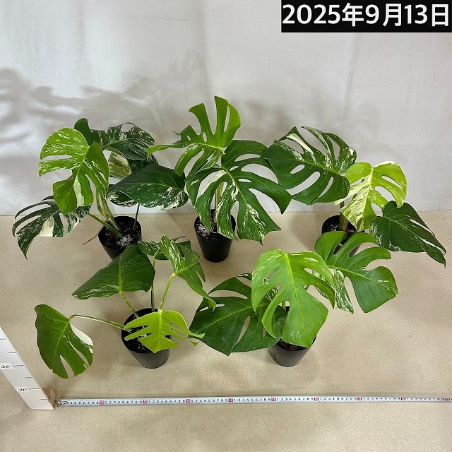 KN 1円！ 白斑モンステラ ボルシギアナ（MONSTERA DELICIOSA var