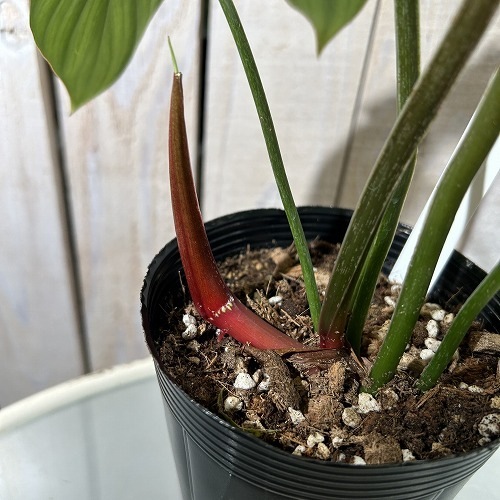 Anthurium regale light アンスリウムレガレライト アンスリウム・レガレ / Anthurium Regale⑫ Anthurium regale light