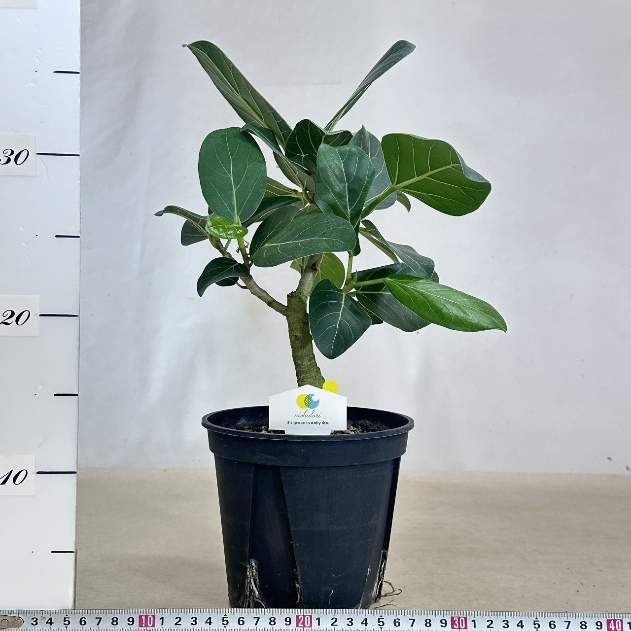 フィカス ベンガレンシス オードリー 5号(現品)｜芳樹園