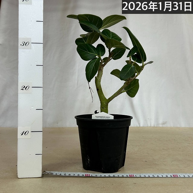 フィカス ベンガレンシス オードリー 5号(現品)｜芳樹園オンラインショップ