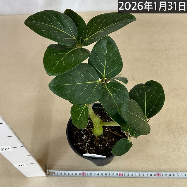 フィカス ベンガレンシス オードリー 5号(現品)｜芳樹園オンラインショップ