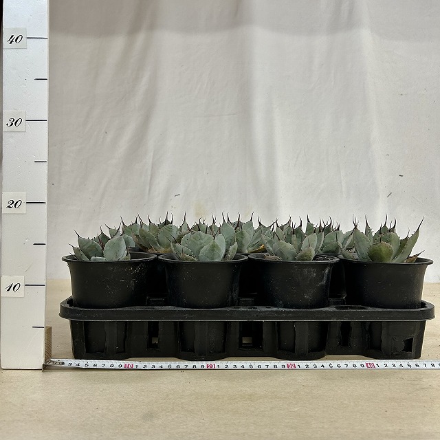 アガベ パリィ トゥルンカータ 4号ロング鉢(個体おまかせ1鉢)｜芳樹園